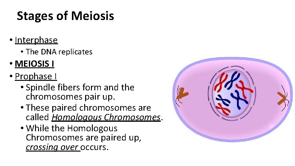 Stages of Meiosis • Interphase • The DNA replicates • MEIOSIS I • Prophase