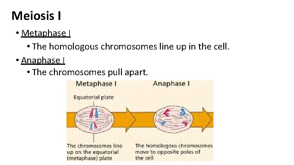 Meiosis I • Metaphase I • The homologous chromosomes line up in the cell.