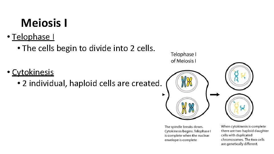 Meiosis I • Telophase I • The cells begin to divide into 2 cells.