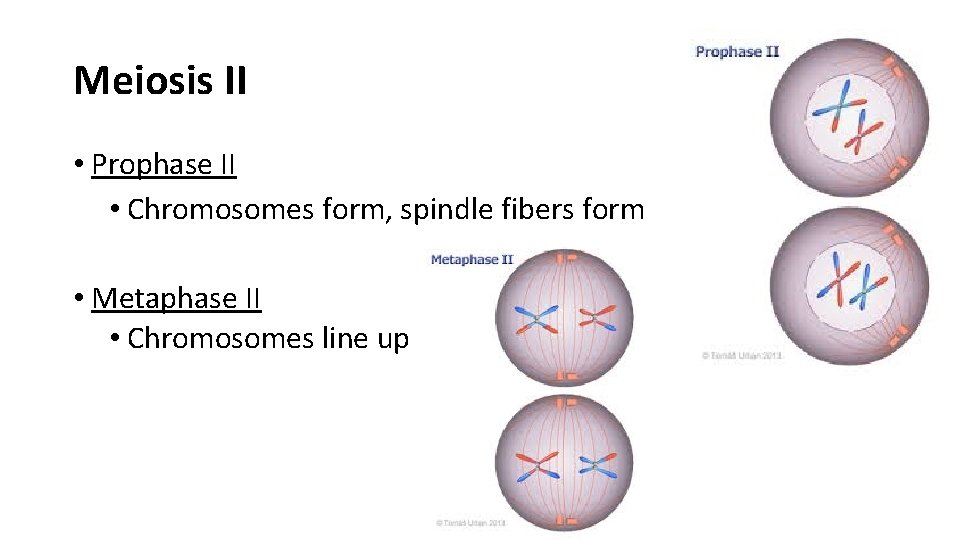 Meiosis II • Prophase II • Chromosomes form, spindle fibers form • Metaphase II
