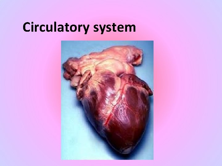 Circulatory system 