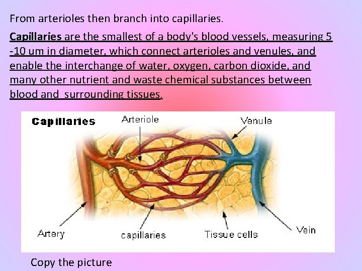 From arterioles then branch into capillaries. Capillaries are the smallest of a body's blood