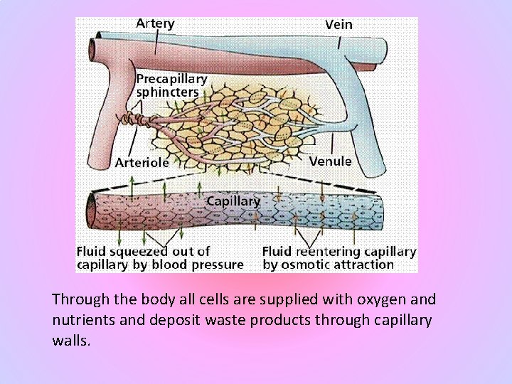 Through the body all cells are supplied with oxygen and nutrients and deposit waste