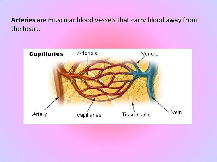 Arteries are muscular blood vessels that carry blood away from the heart. 