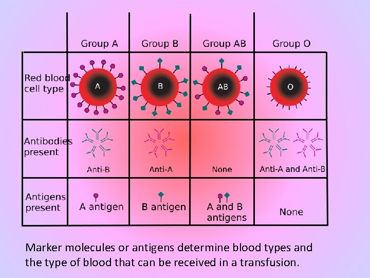 Marker molecules or antigens determine blood types and the type of blood that can