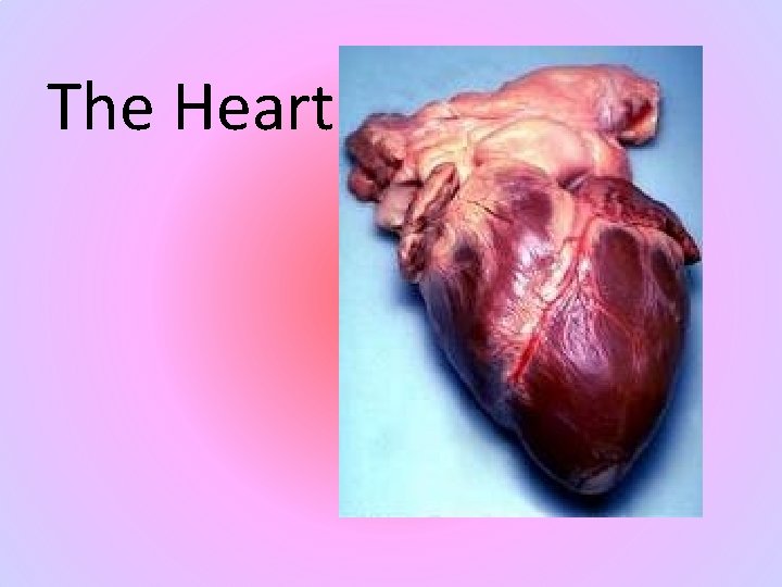 The Heart 
