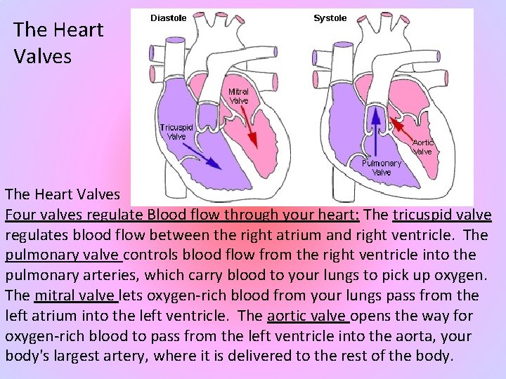 The Heart Valves Four valves regulate Blood flow through your heart: The tricuspid valve
