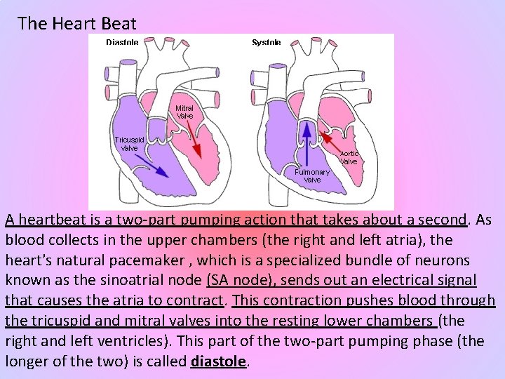 The Heart Beat A heartbeat is a two-part pumping action that takes about a