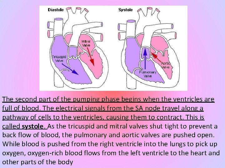 The second part of the pumping phase begins when the ventricles are full of