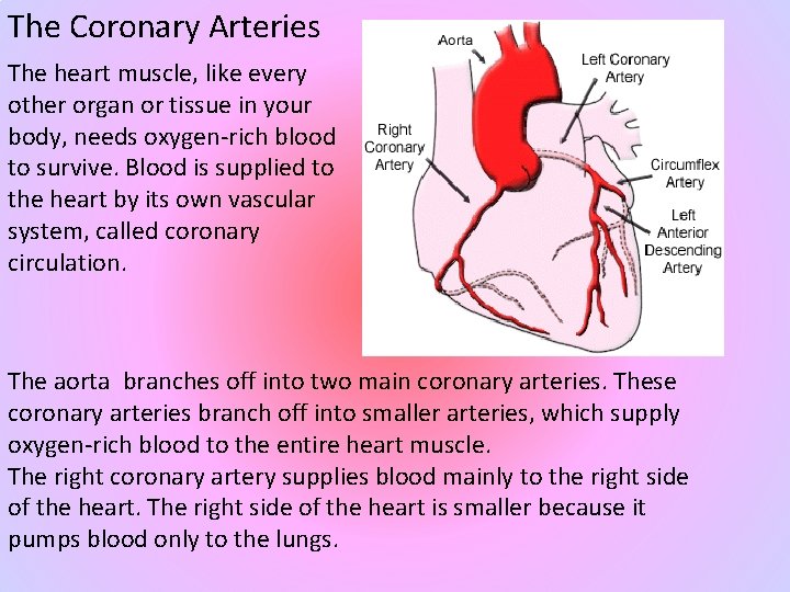 The Coronary Arteries The heart muscle, like every other organ or tissue in your