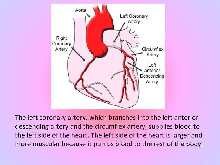 The left coronary artery, which branches into the left anterior descending artery and the