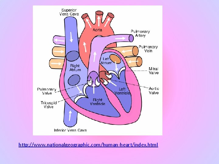 http: //www. nationalgeographic. com/human-heart/index. html 