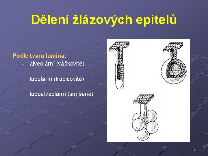 Dělení žlázových epitelů Podle tvaru lumina: • alveolární (váčkovité) • tubulární (trubicovité) • tuboalveolární