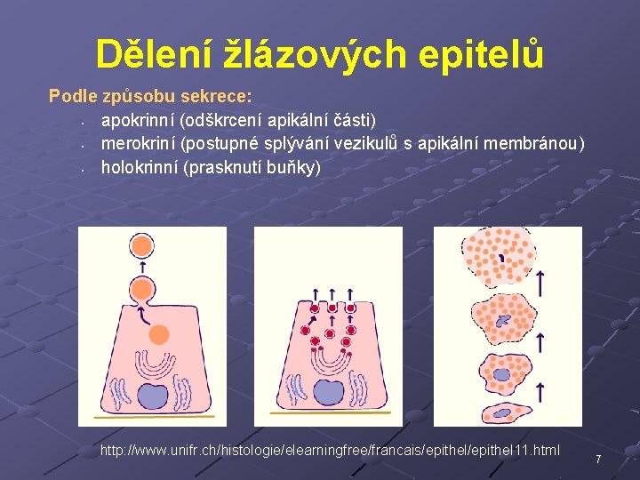 Dělení žlázových epitelů Podle způsobu sekrece: • apokrinní (odškrcení apikální části) • merokriní (postupné
