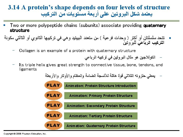 3. 14 A protein’s shape depends on four levels of structure ﻳﻌﺘﻤﺪ ﺷﻜﻞ ﺍﻟﺒﺮﻭﺗﻴﻦ