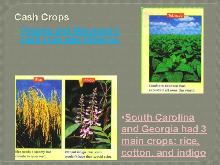 Cash Crops � Virginia and Maryland’s cash crop was tobacco. • South Carolina and