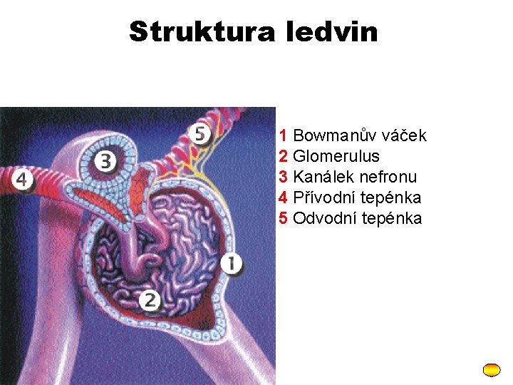 Struktura ledvin 1 Bowmanův váček 2 Glomerulus 3 Kanálek nefronu 4 Přívodní tepénka 5