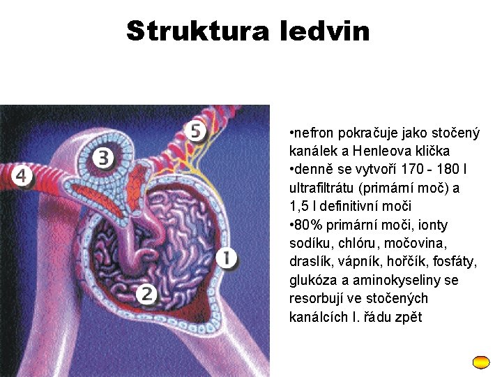 Struktura ledvin • nefron pokračuje jako stočený kanálek a Henleova klička • denně se