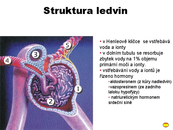Struktura ledvin • v Henleově kličce se vstřebává voda a ionty • v dolním