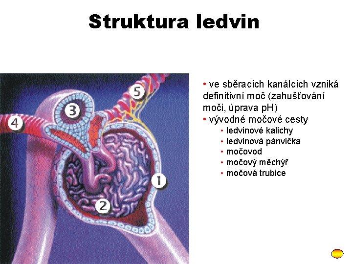 Struktura ledvin • ve sběracích kanálcích vzniká definitivní moč (zahušťování moči, úprava p. H)