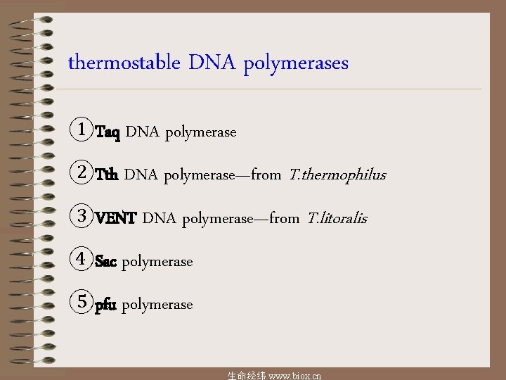 thermostable DNA polymerases ①Taq DNA polymerase ②Tth DNA polymerase—from T. thermophilus ③VENT DNA polymerase—from