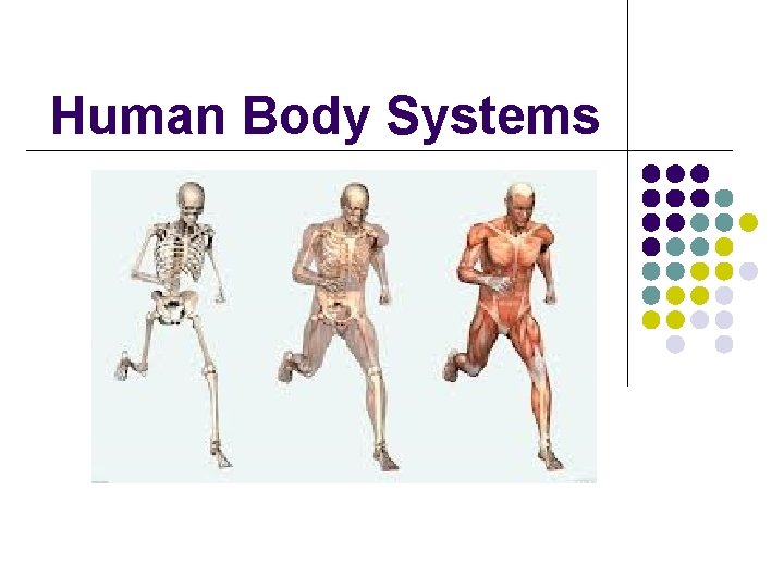 Human Body Systems 