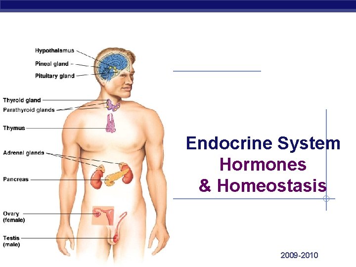 Endocrine System Hormones & Homeostasis Regents Biology 2009 -2010 