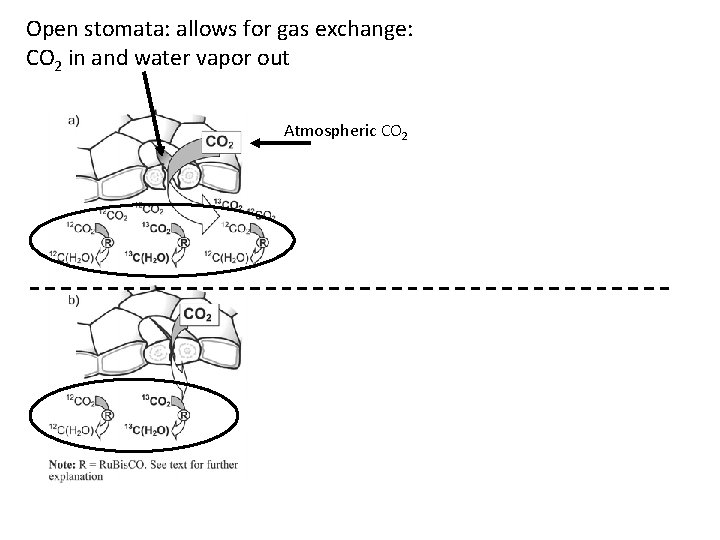 Open stomata: allows for gas exchange: CO 2 in and water vapor out Atmospheric