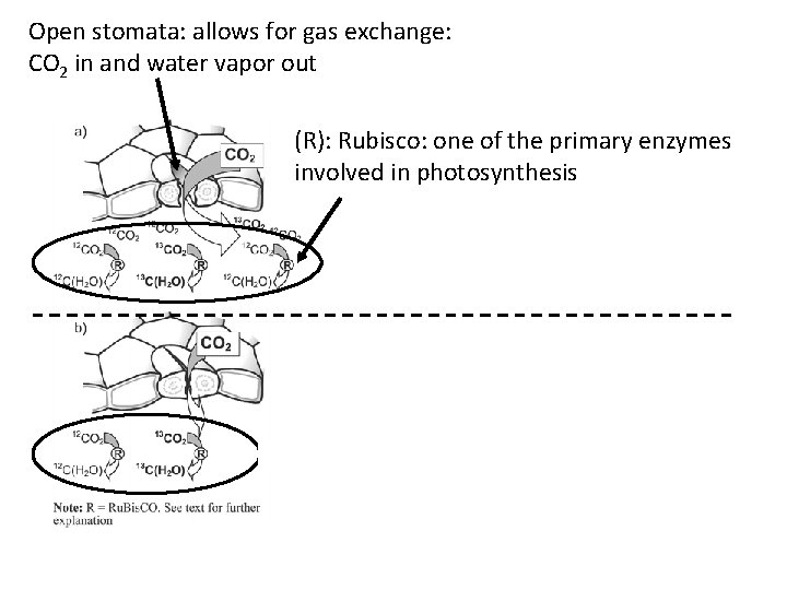 Open stomata: allows for gas exchange: CO 2 in and water vapor out (R):