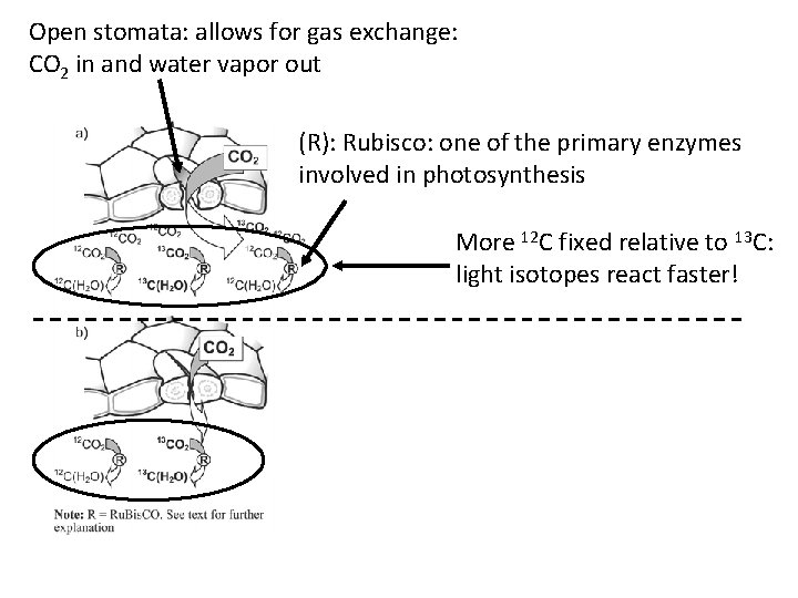 Open stomata: allows for gas exchange: CO 2 in and water vapor out (R):