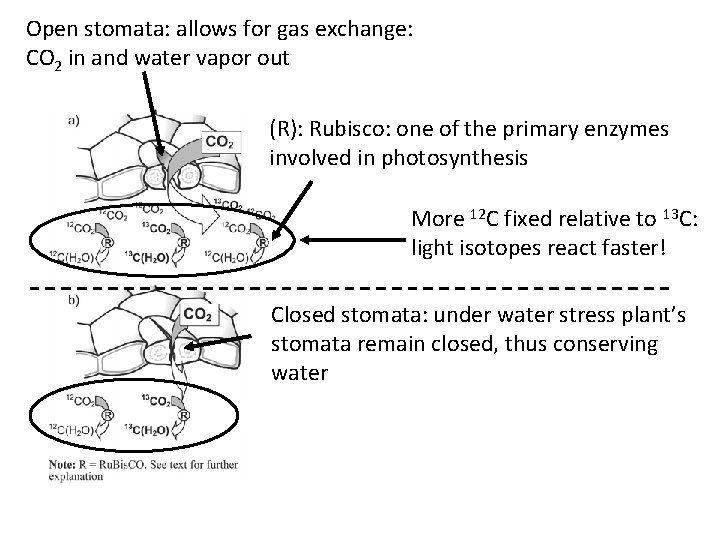 Open stomata: allows for gas exchange: CO 2 in and water vapor out (R):
