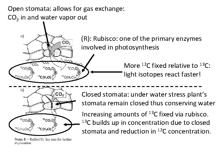 Open stomata: allows for gas exchange: CO 2 in and water vapor out (R):