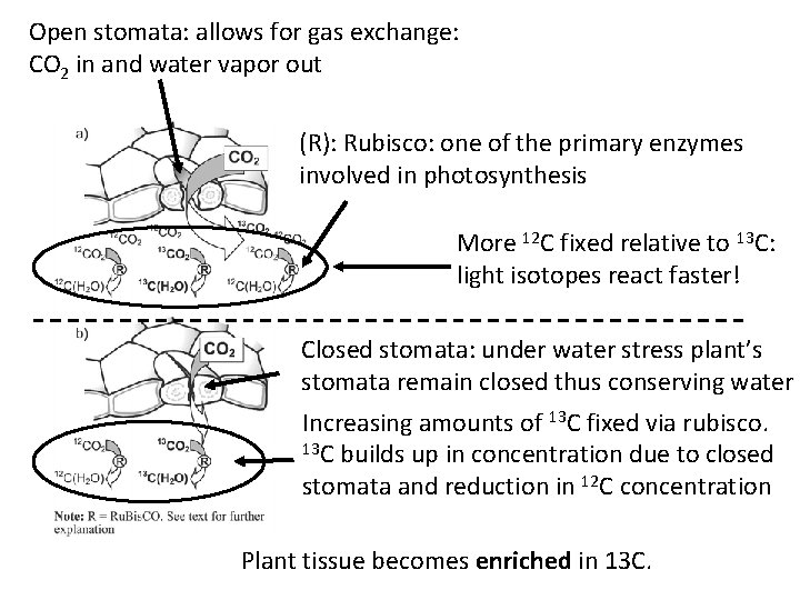 Open stomata: allows for gas exchange: CO 2 in and water vapor out (R):