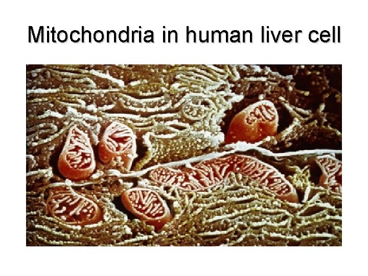 Mitochondria in human liver cell 