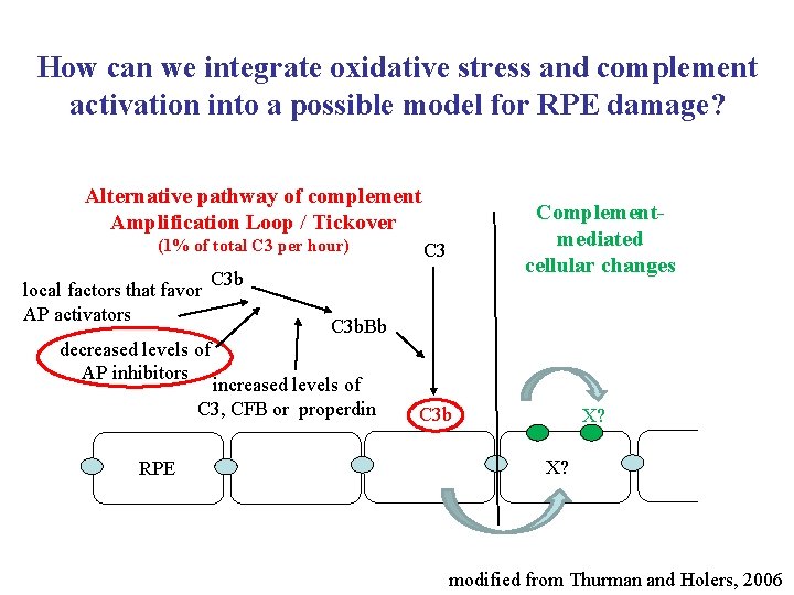 How can we integrate oxidative stress and complement activation into a possible model for