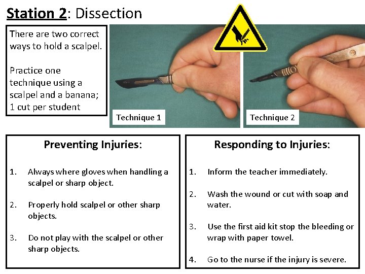 Station 2: Dissection There are two correct ways to hold a scalpel. Practice one