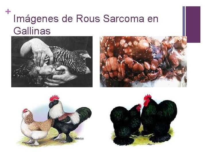 + Imágenes de Rous Sarcoma en Gallinas 