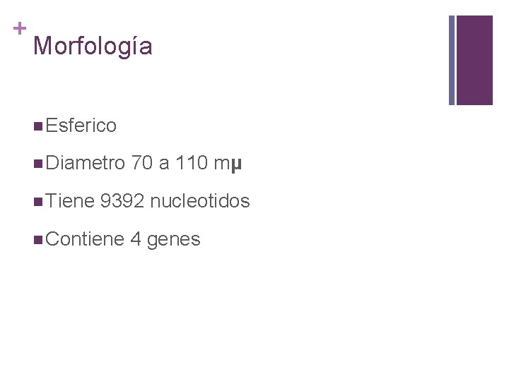 + Morfología n Esferico n Diametro n Tiene 70 a 110 mµ 9392 nucleotidos