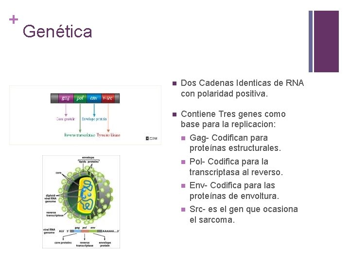 + Genética n Dos Cadenas Identicas de RNA con polaridad positiva. n Contiene Tres