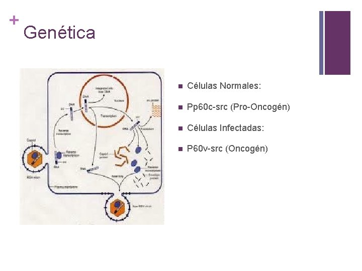 + Genética n Células Normales: n Pp 60 c-src (Pro-Oncogén) n Células Infectadas: n