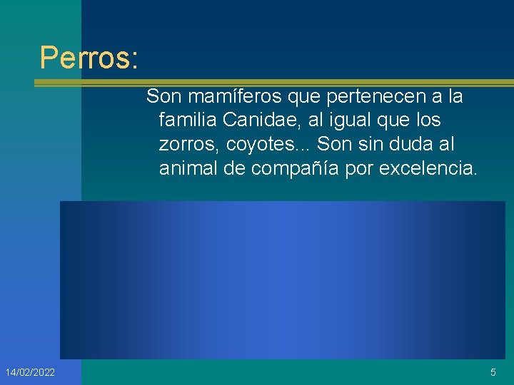 Perros: Son mamíferos que pertenecen a la familia Canidae, al igual que los zorros,