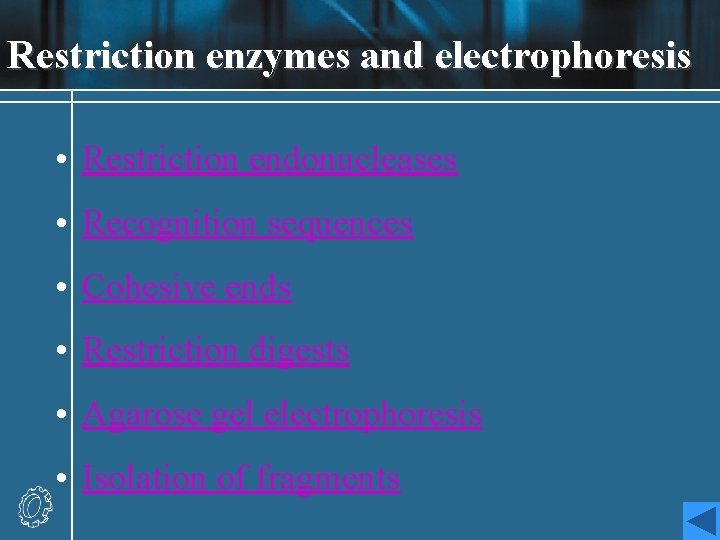 Restriction enzymes and electrophoresis • Restriction endonucleases • Recognition sequences • Cohesive ends •