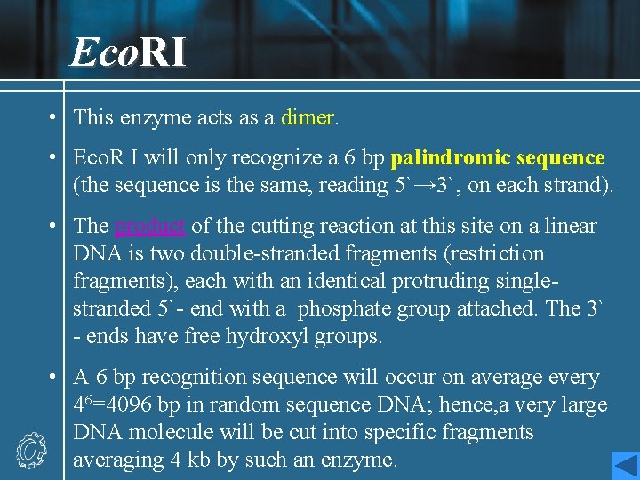 Eco. RI • This enzyme acts as a dimer. • Eco. R I will