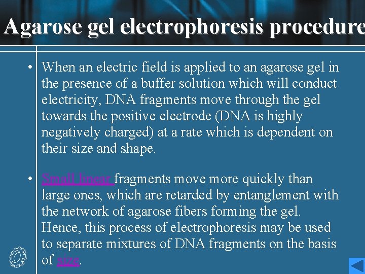 Agarose gel electrophoresis procedure • When an electric field is applied to an agarose