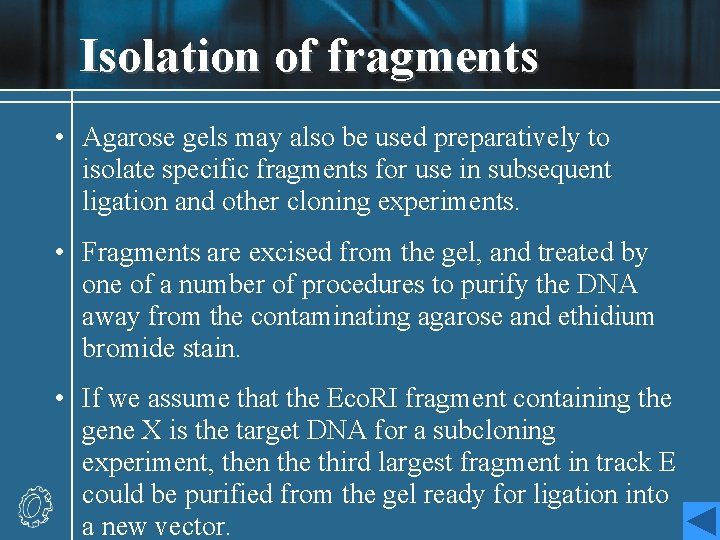 Isolation of fragments • Agarose gels may also be used preparatively to isolate specific