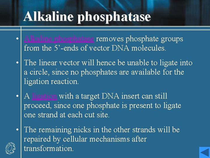 Alkaline phosphatase • Alkaline phosphatase removes phosphate groups from the 5’-ends of vector DNA