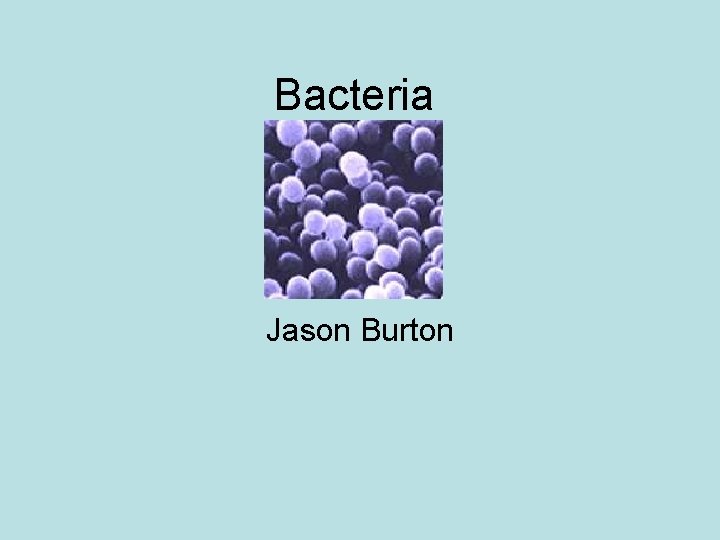 Bacteria Jason Burton 