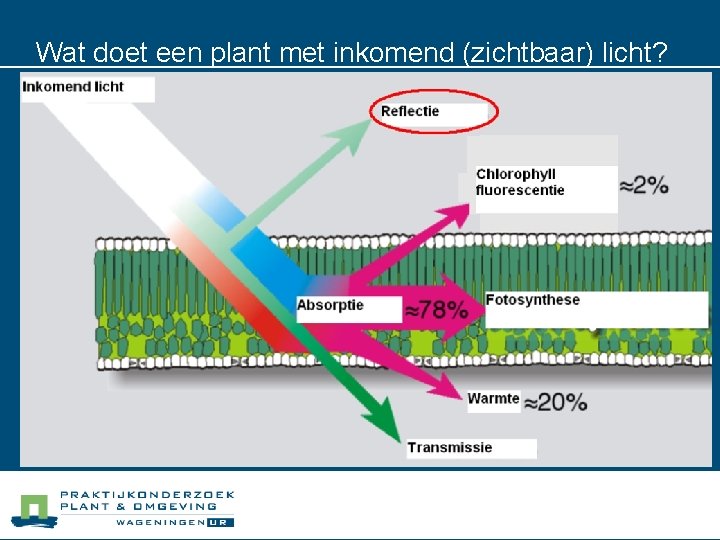 Wat doet een plant met inkomend (zichtbaar) licht? 