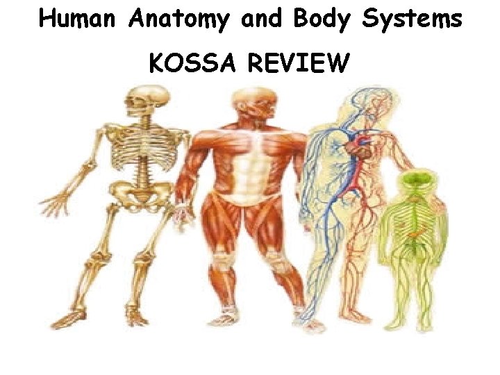 Human Anatomy and Body Systems KOSSA REVIEW 