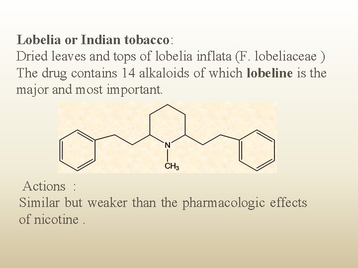 Lobelia or Indian tobacco: Dried leaves and tops of lobelia inflata (F. lobeliaceae )